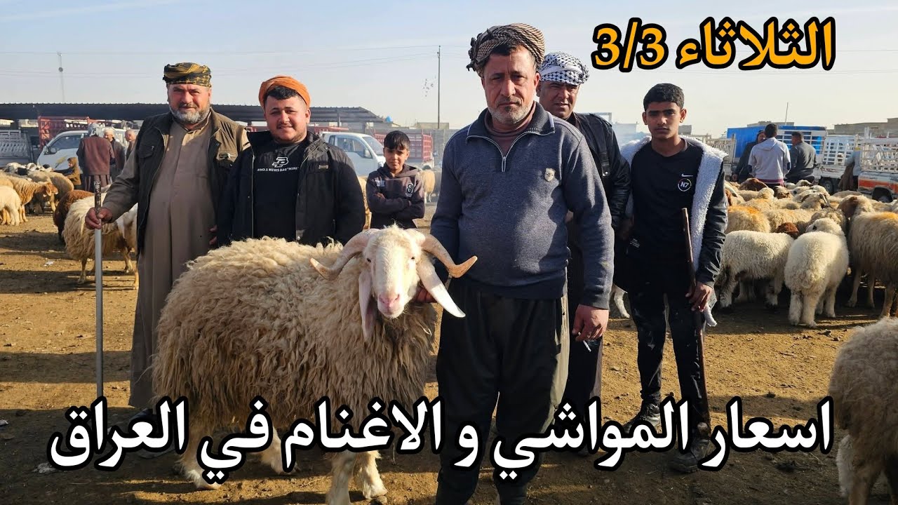 اسعار المواشي و الأغنام في العراق سوق مواشي التاجي في بغداد يوم الثلاثاء 3/3 سوق مركزي