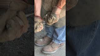 Farrier Demonstrates the Impact of Removing False Soles