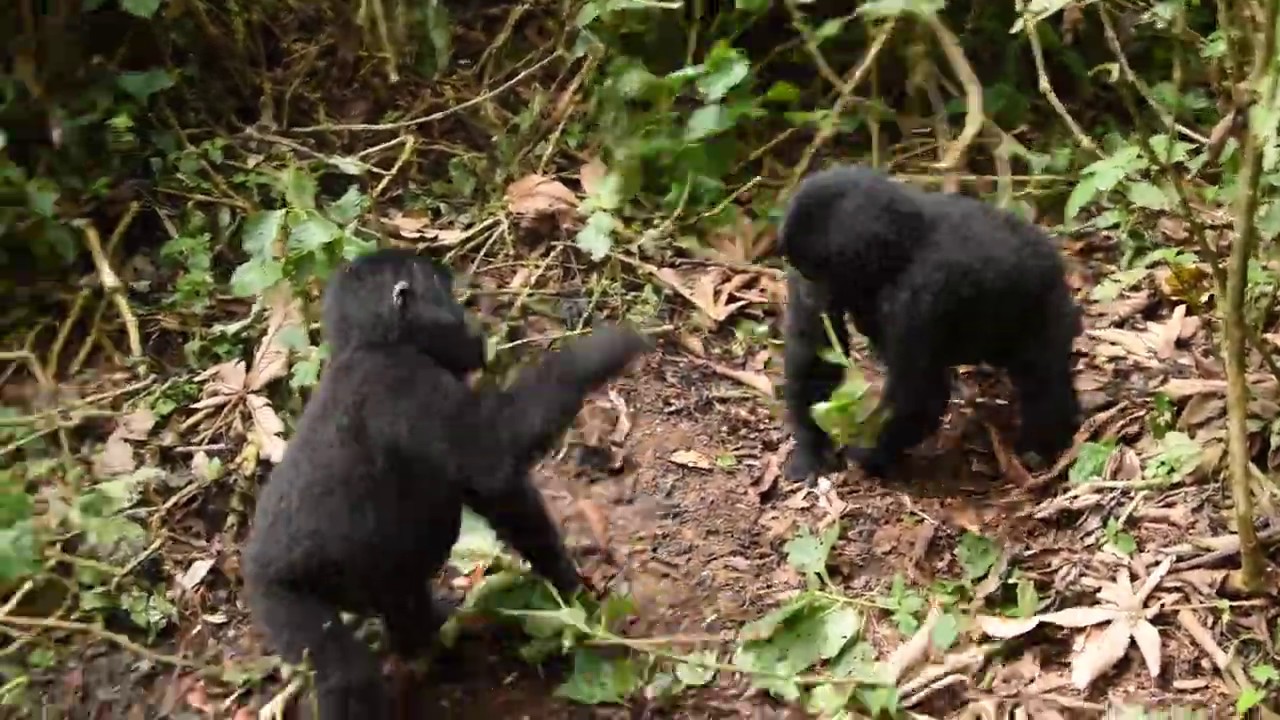 Il gioco di due cuccioli di gorilla di montagna - The game of two mountain gorilla puppies