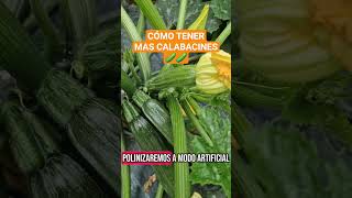 CÓMO TENER MÁS CALABACINES @lolin_huertayjardin #huerto #plantas #huerta #calabacín