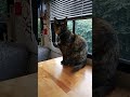 Snickerdoodle #cat #rv #rvcat #rvlife #kitty #freya #silly #animals #snack #cute #girl