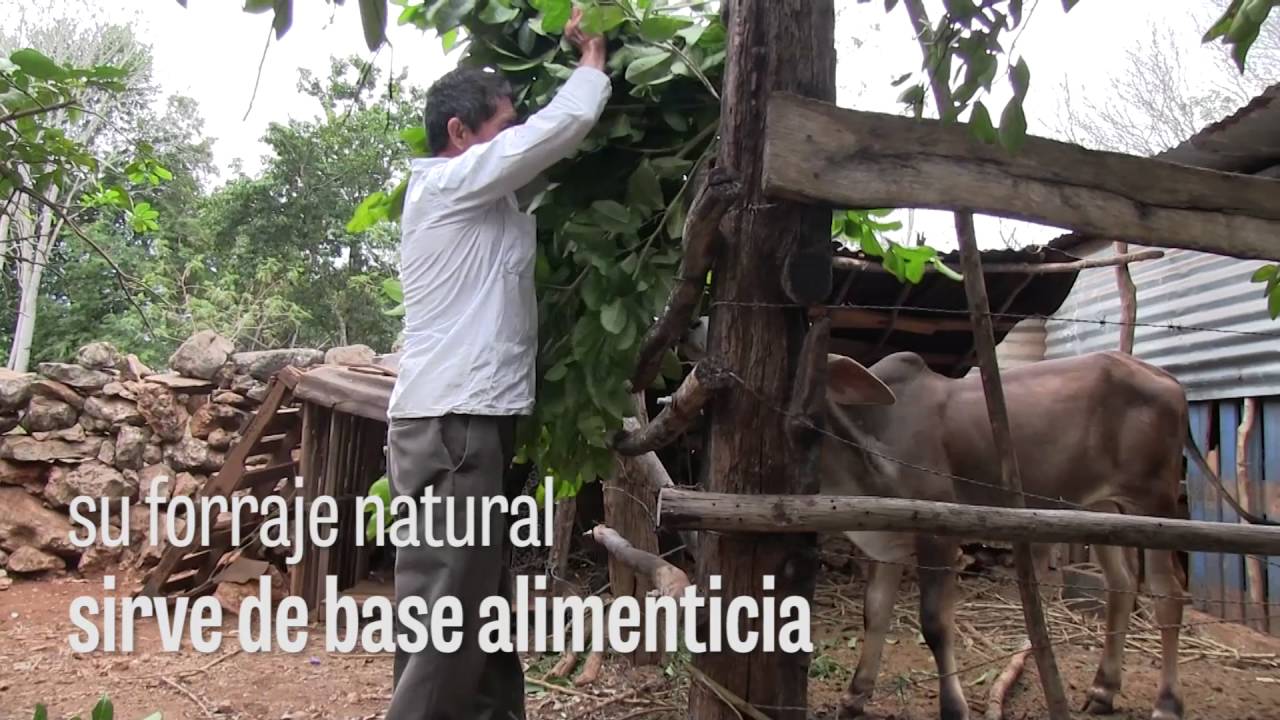 Brosimum alicastrum, El árbol ramón y sus propiedades en el Sector ...