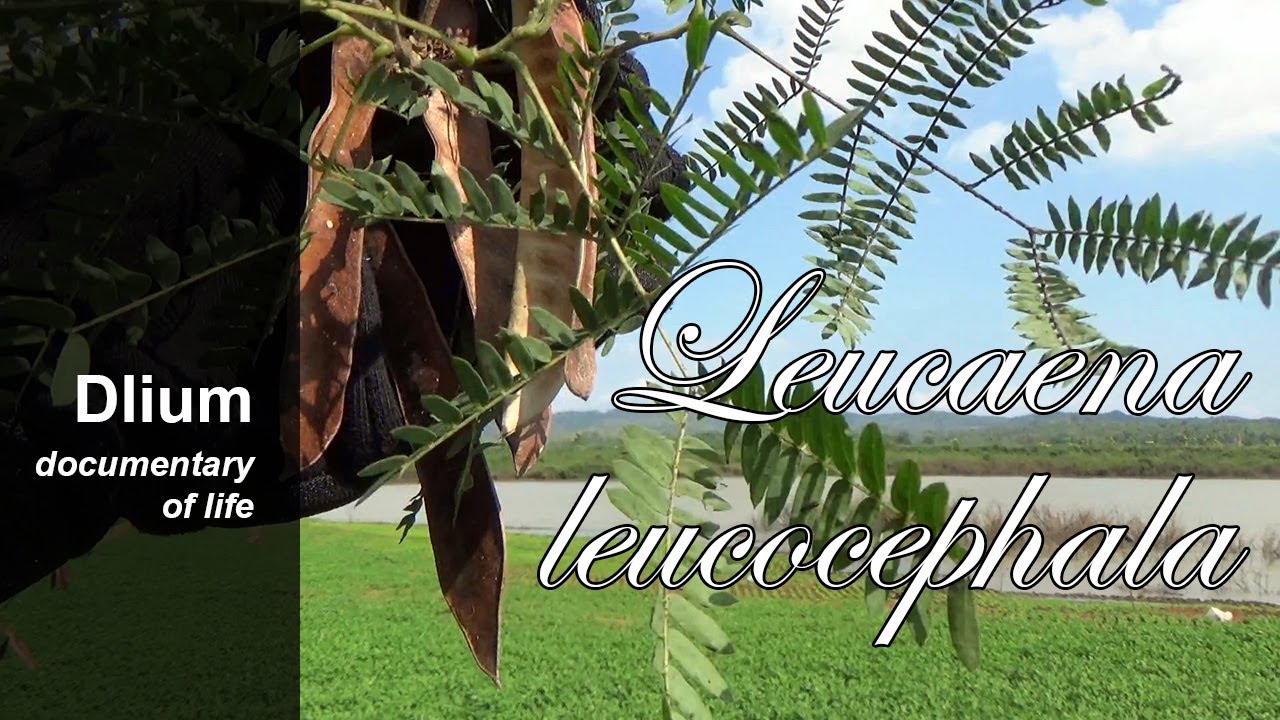 White leadtree (Leucaena leucocephala) - part 2 - YouTube