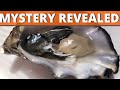 Mystery Revealed, The Eyre Peninsula, Oysters, Spawn, Vlog, Port Gibbon