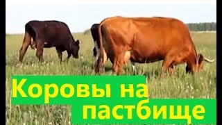 На пастбище Коровы. Cows in the pasture. Life in Russia. Жизнь в деревне. На пастбище Коровы. Cows in the pasture. Life in Russia. Жизнь в деревне.