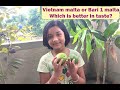 Vietnam malta or bari 1 malta which is better in taste  neelas garden update