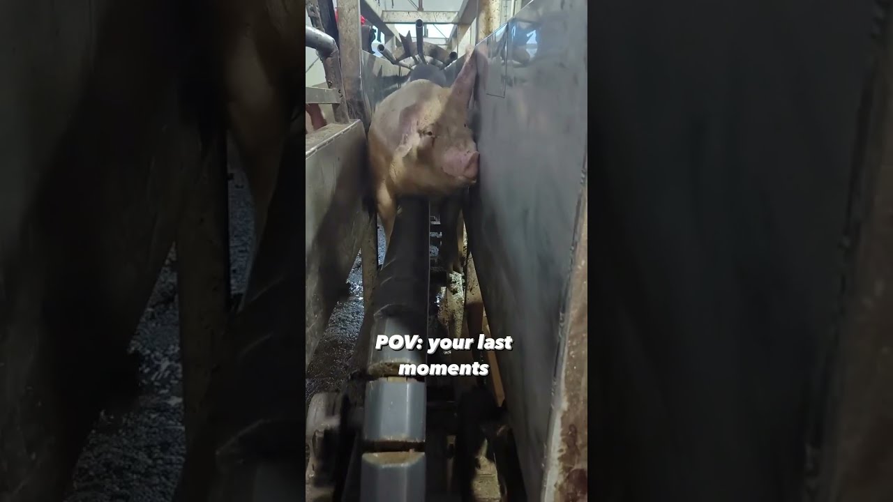 Last Moments Of Pigs At Slaughterhouse 