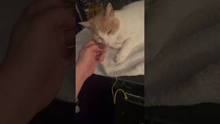 This Cat Can’t Stop Snuggling Me!