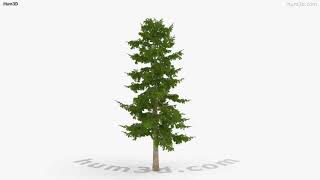 Cedar Tree 3D model by 3DModels.org