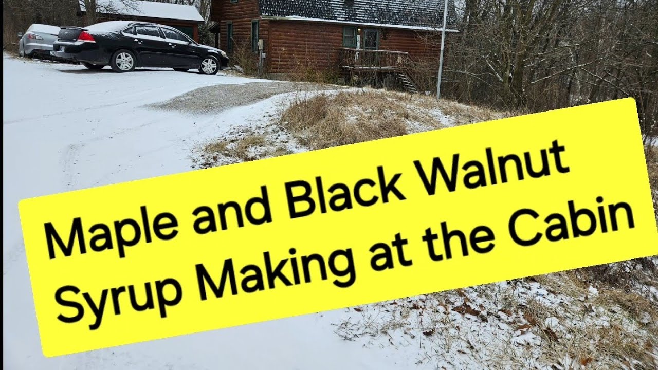 How to collect and process MAPLE SYRUP and BLACK WALNUT SYRUP 