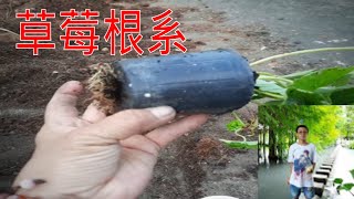 開箱分享專業種植草莓的根系超發達 