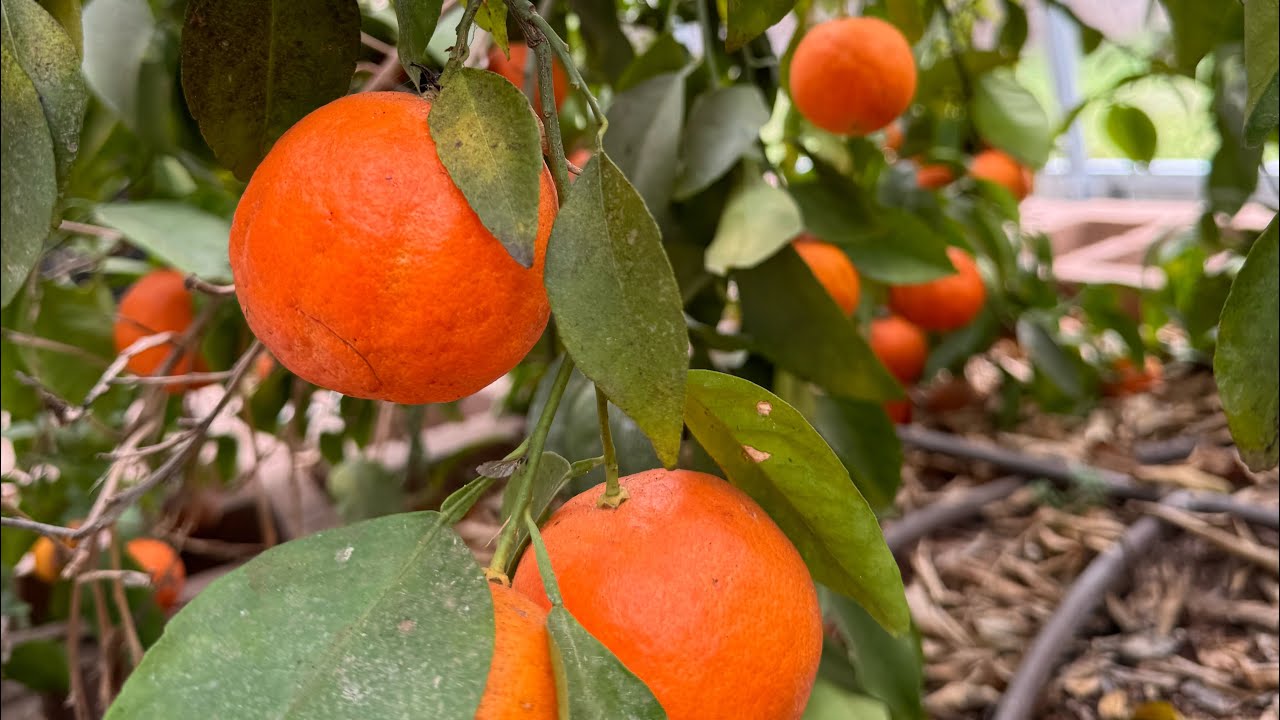 Мандарины сорта «Сладкая страница»