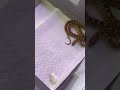 Bull snake eats live mouse