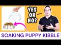 Soaking Puppy Kibble with Water: Questions Answered!