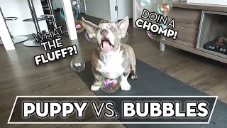 Cute Puppy Reacts To Bubbles | Pocket American Bully Puppy Attacks