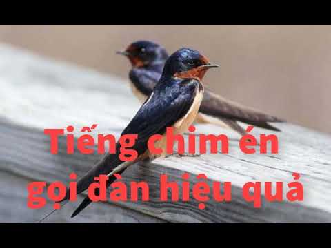 Video Tiếng chim én gọi đàn dài hơn 2 giờ - youtube