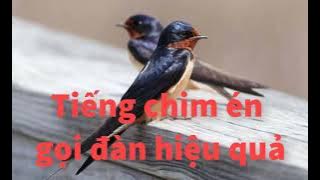 Tiếng chim én gọi đàn dài hơn 2 giờ