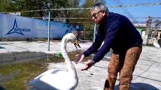altapress.ru: Как лебедь Жорка жалуется директору барнаульского зоопарка