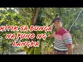 Hitik sa bunga langka | Magpabunga ng langka | Jackfruit
