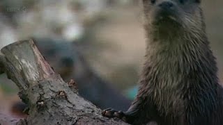 Springwatch Guide to Otters  Full Documentary