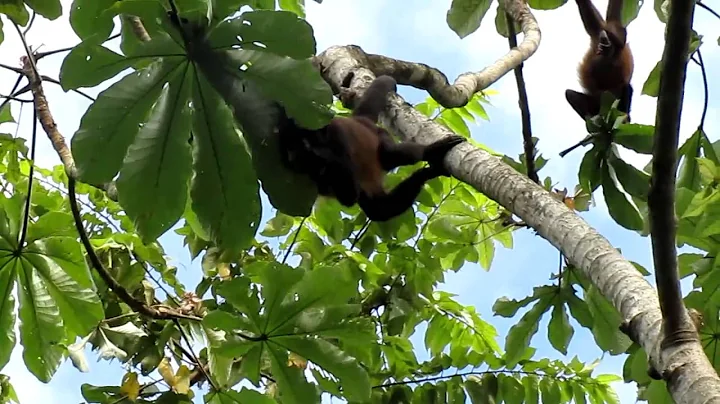 TOM TRANTER's video of wild howler monkeys