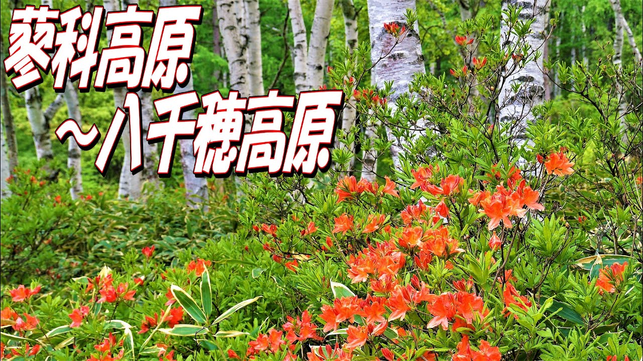 ペイネ 愛の世界旅行 ポール モーリア 映像 蓼科高原 奥蓼科 八千穂高原 ５月 ８月 Youtube