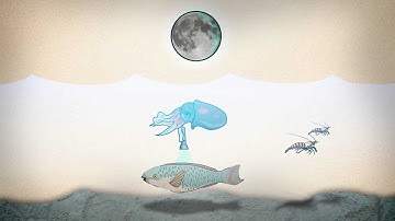 The Hawaiian bobtail squid - when science and nature collide