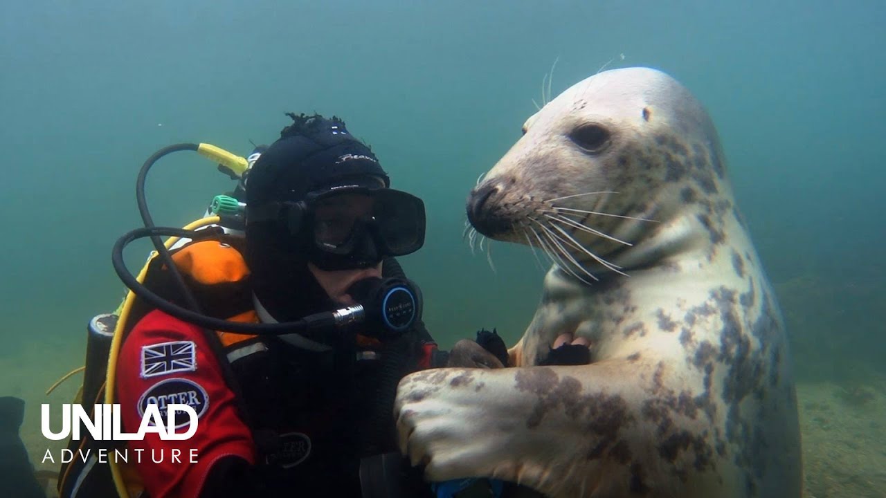 Swimming With Wild Seals For 20 Years ???? - YouTube