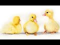 Watercolor Ducklings Painting Demonstration