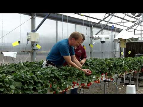 Video 9. Arizona Strawberry Harvesting Guidelines