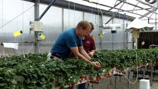Video 9. Arizona Strawberry Harvesting Guidelines