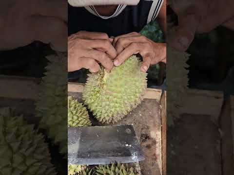 Satiafaying sweet Duryan# #asmr #fruits #ytshorts #viral #trending #yummy #youtubeshorts