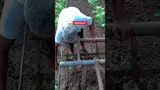 kapas ni kheti yuvraj Mini Tractor કપાસ માં સાતી હાકયું #status #shorts #tractor #kapas #farming