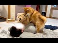 パパがぬいぐるみを可愛がったら柴犬が嫉妬してこうなりました