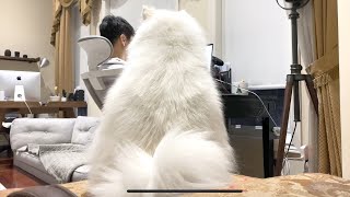 Samoyed's Reaction When her Sofa is Taken