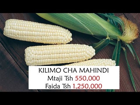 Video: Ni mazao gani yanayolimwa katika kilimo cha kina?