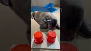 When Smart Meets Sneaky: Baby walrus Wowo & Dundun ’s Game Time #animals #funny #walrus #games