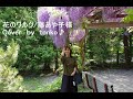 花のワルツ☆藤あや子様☆Cover  by tonko♪百合が原公園の美しい藤