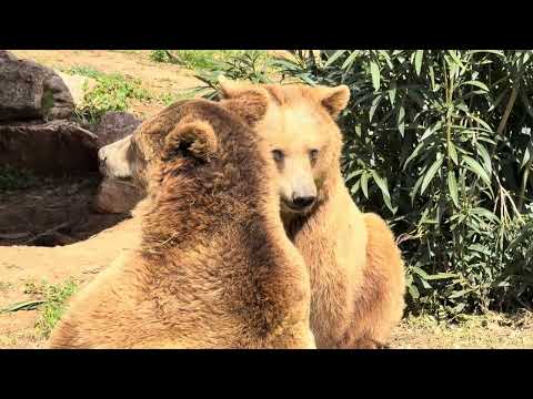 Bears playing at Attica Zoo near Athens, Greece 🇬🇷 European Bears 🐻