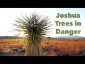Joshua Trees in Danger from Gold Mining