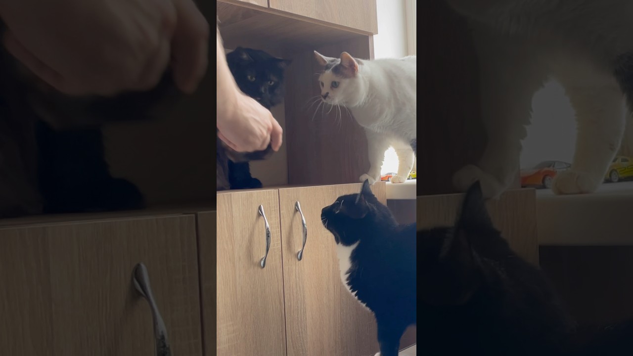 Breakfast with my sweet Cats. Cute Cat video for relaxation and good vibes. Funny Cat video