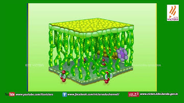 KITE VICTERS STD 6 Basic Science Class 3 (First Bell-ഫസ്റ്റ് ബെല്‍)