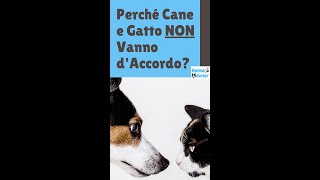 Perché Cane e Gatto Non Vanno D'Accordo? #Short by AnimalAdvisor 216 views 2 years ago 39 seconds
