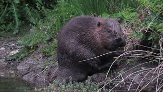 Beavers June 2022