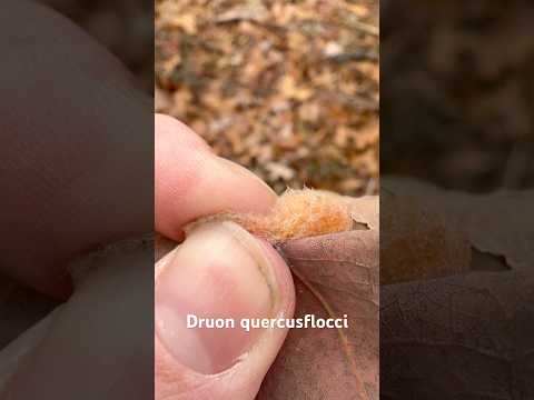 Breaking Into A Fuzzy Gall