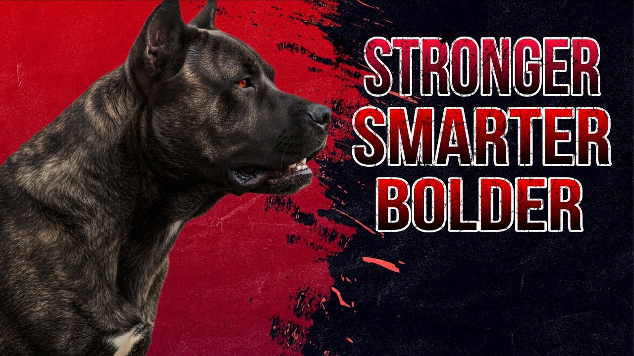 What Makes the Presa Canario Different from Other Mastiff Breeds?