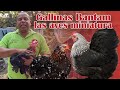 Raza de gallinas miniatura | Características | Granja San Lucas