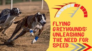 The Astonishing Speed of Greyhounds: Running Like the Wind #dogs #greyhounds #pets #lovedogs by Dogs in Facts 88 views 9 months ago 3 minutes, 56 seconds