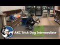 AKC Trick Dog Intermediate Test- Bliss The Lowchen の動画、YouTube動画。