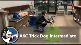 AKC Trick Dog Intermediate Test Bliss The Lowchen